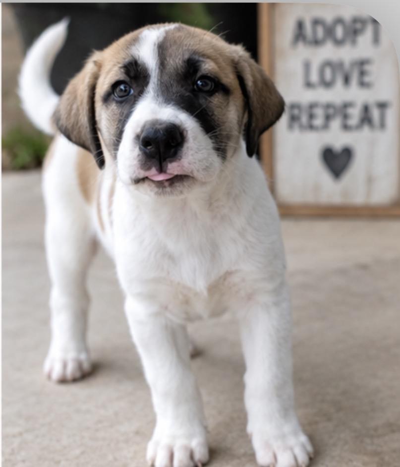 Enlarge Chai Java, a Adoptable mixed breed in Woburn, MA image 3/3