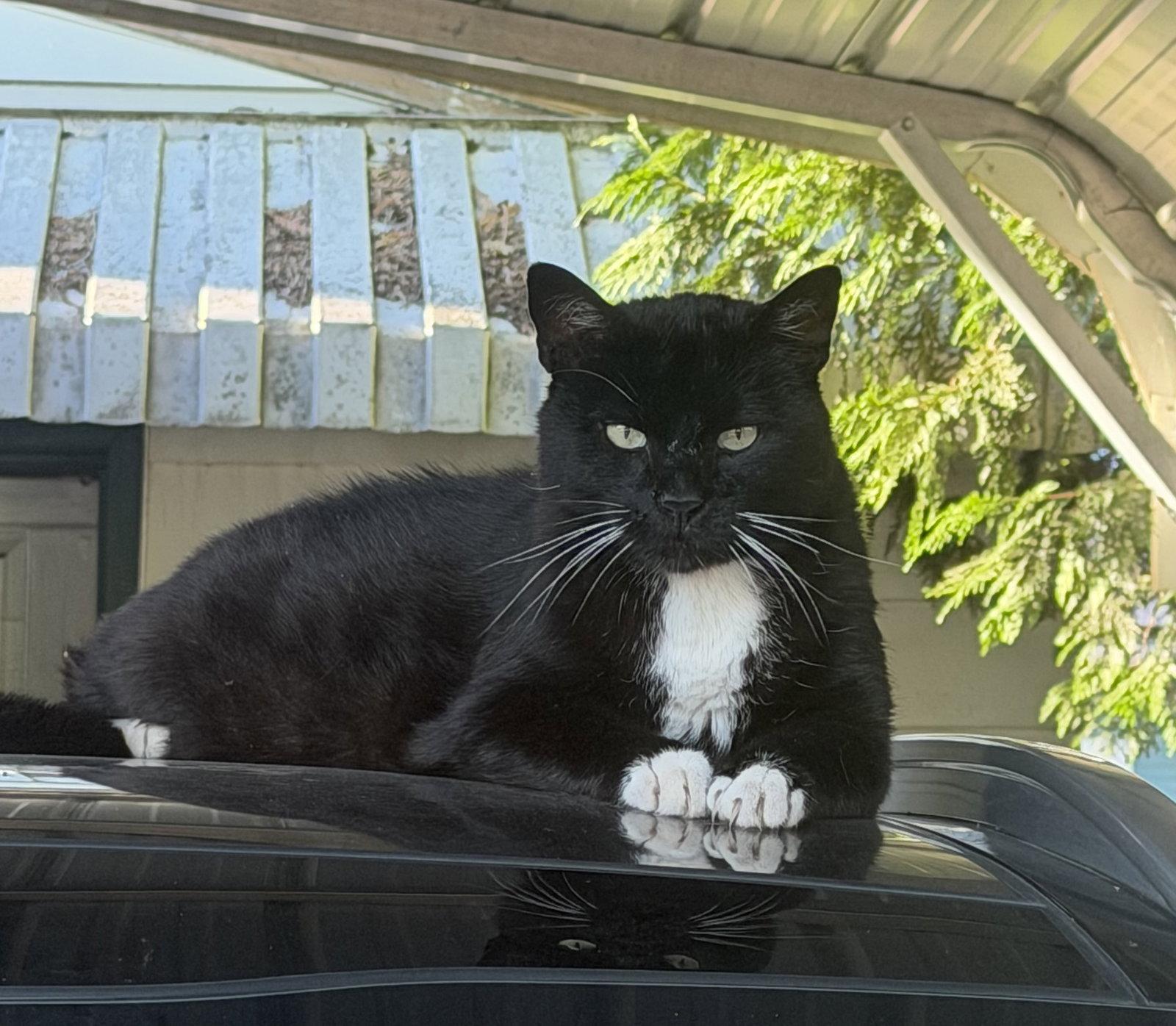 PEANUT #1978 - Offered by Owner - Inside Please?, Adoptable, Adult Male Tuxedo & Domestic Short Hair.