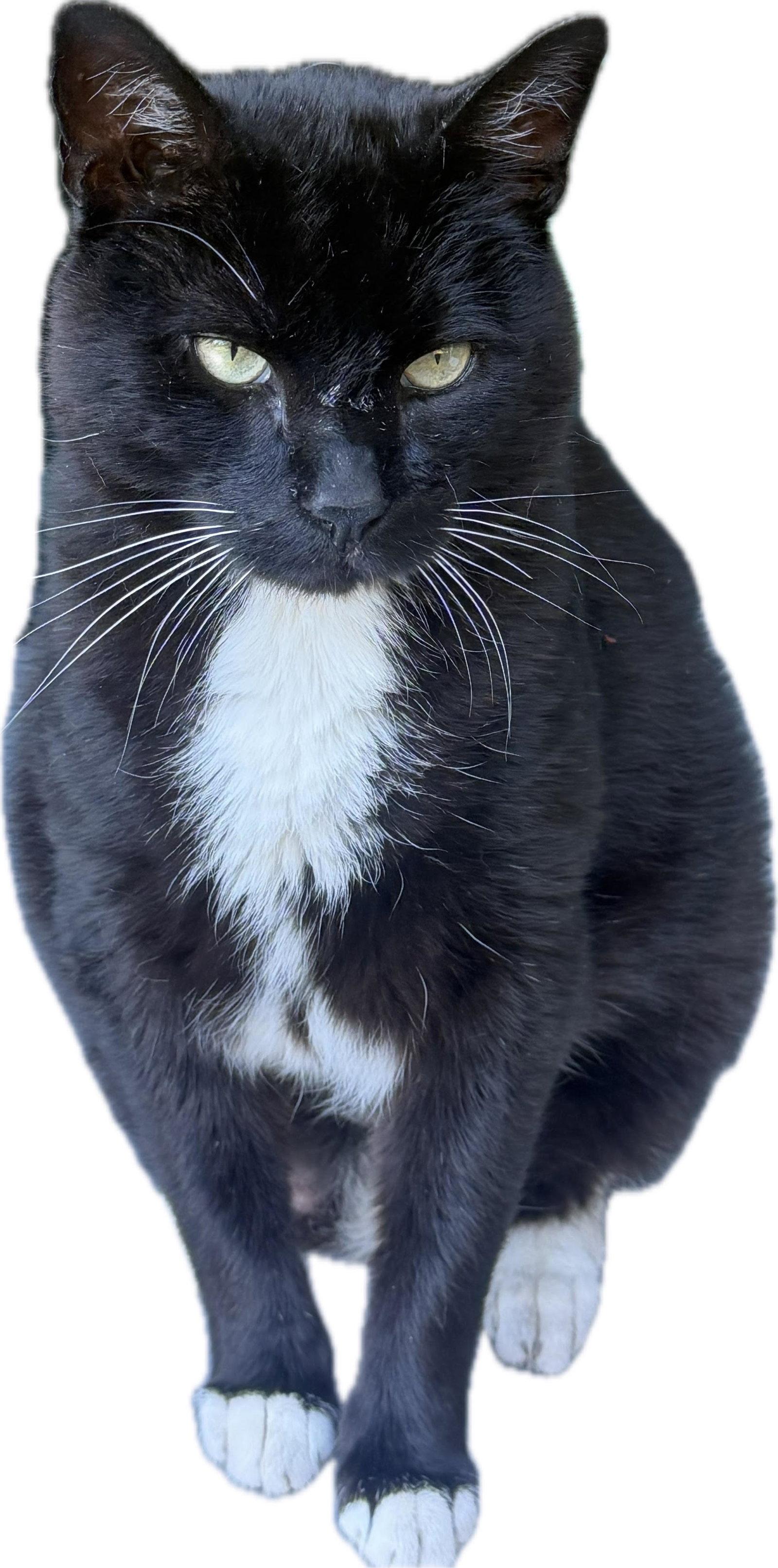 Enlarge PEANUT #1978 - Offered by Owner - Inside Please?, a Adoptable mixed breed in Hillsboro, OR image 2/3