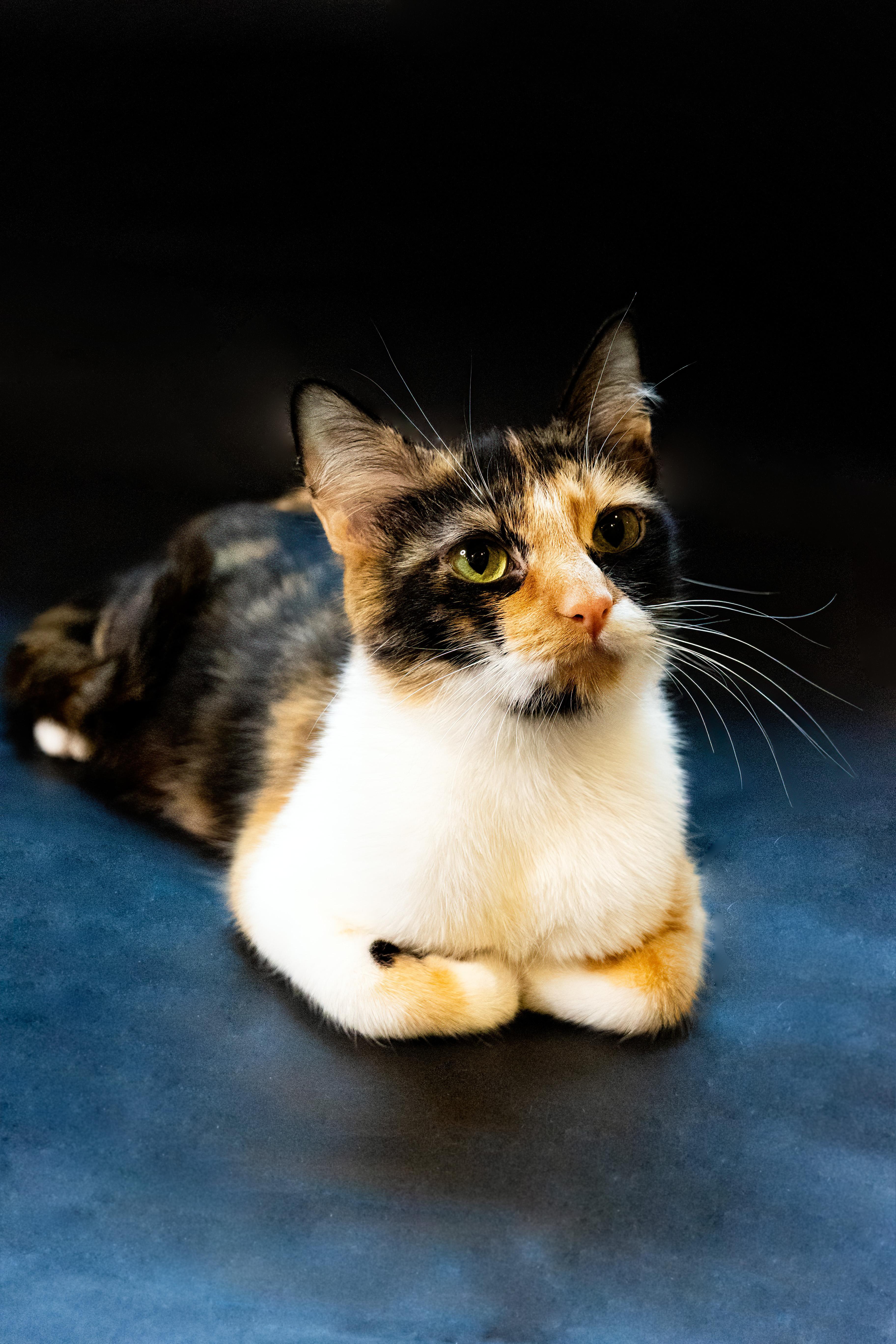 Enlarge Mable, a Adopted American Shorthair in North Ogden, UT image 4/6