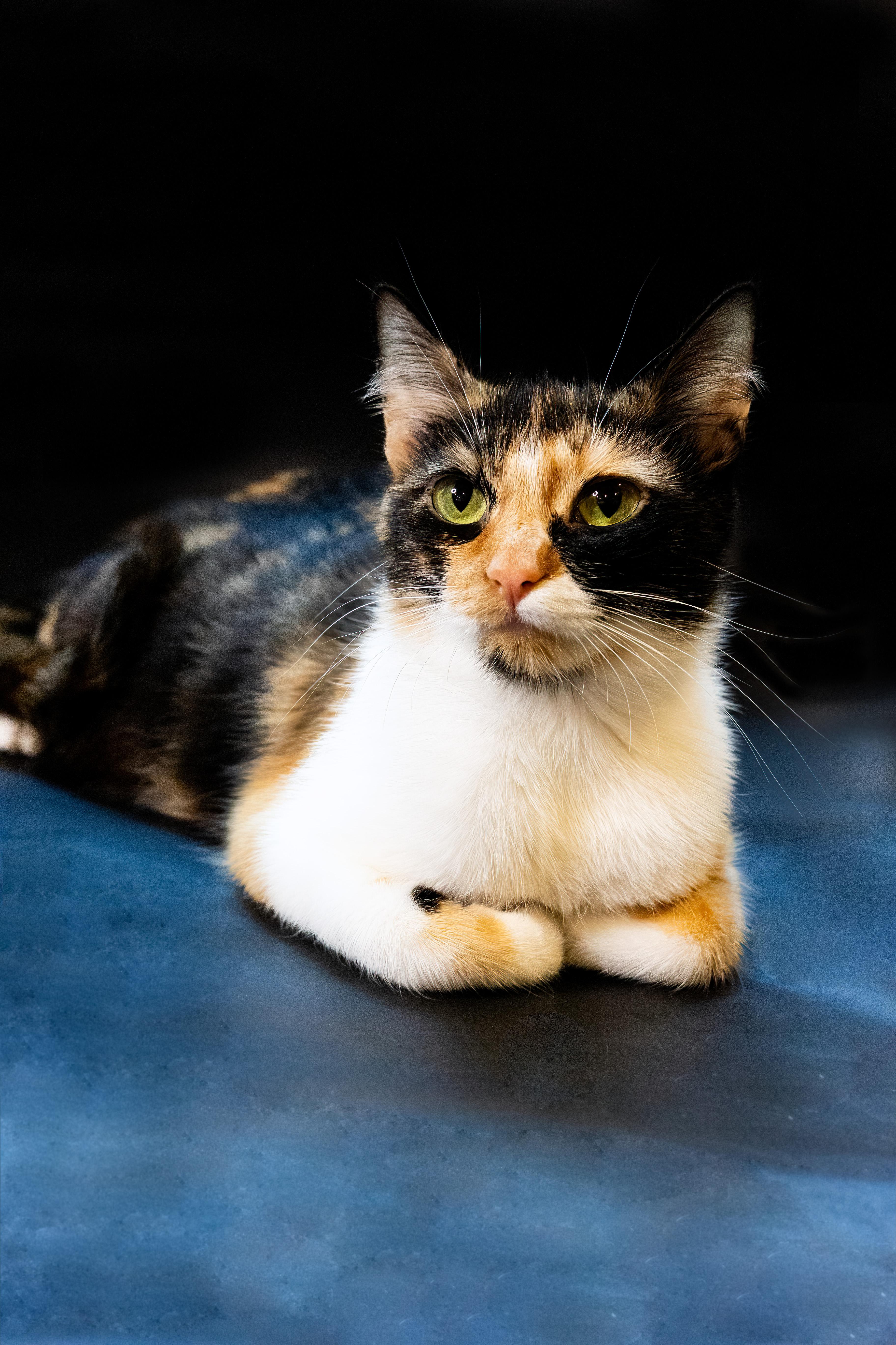 Enlarge Mable, a Adopted American Shorthair in North Ogden, UT image 5/6