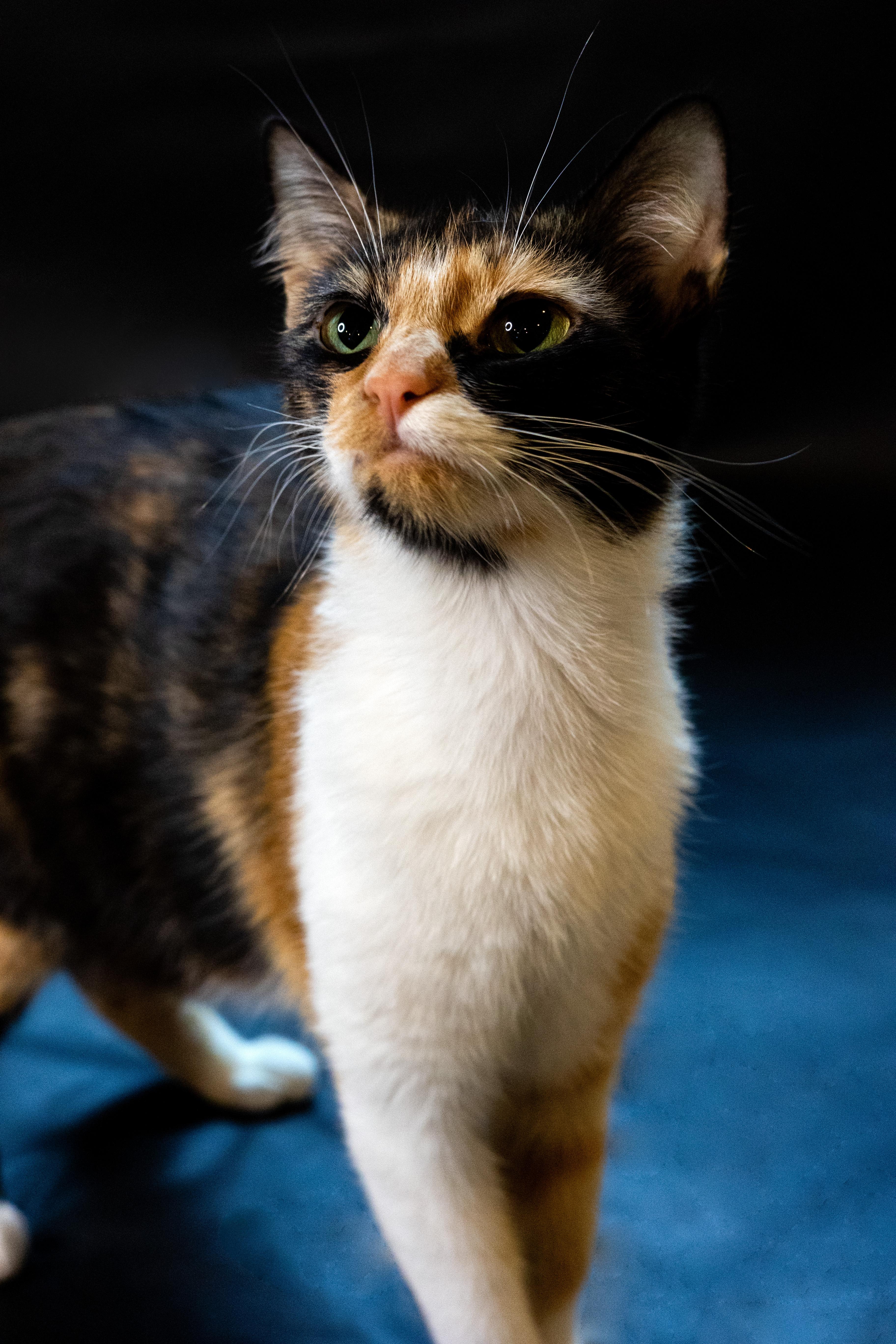 Enlarge Mable, a Adopted American Shorthair in North Ogden, UT image 6/6