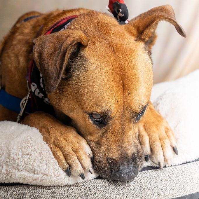 Angus, a Adoptable mixed breed in Fort Lauderdale, FL image 1/5