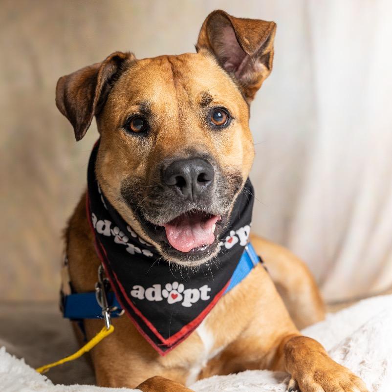 Angus, a Adoptable mixed breed in Fort Lauderdale, FL image 2/5