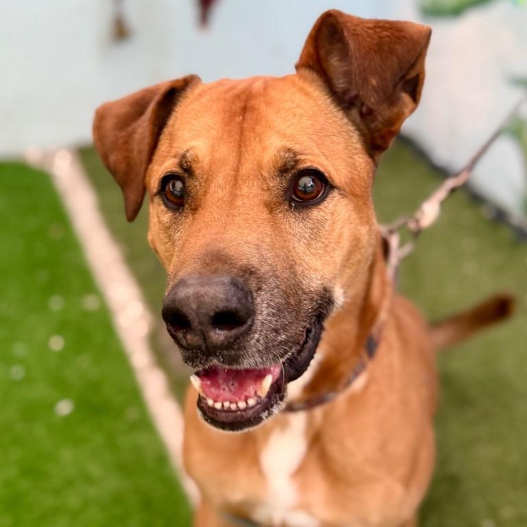 Angus, a Adoptable mixed breed in Fort Lauderdale, FL image 3/5