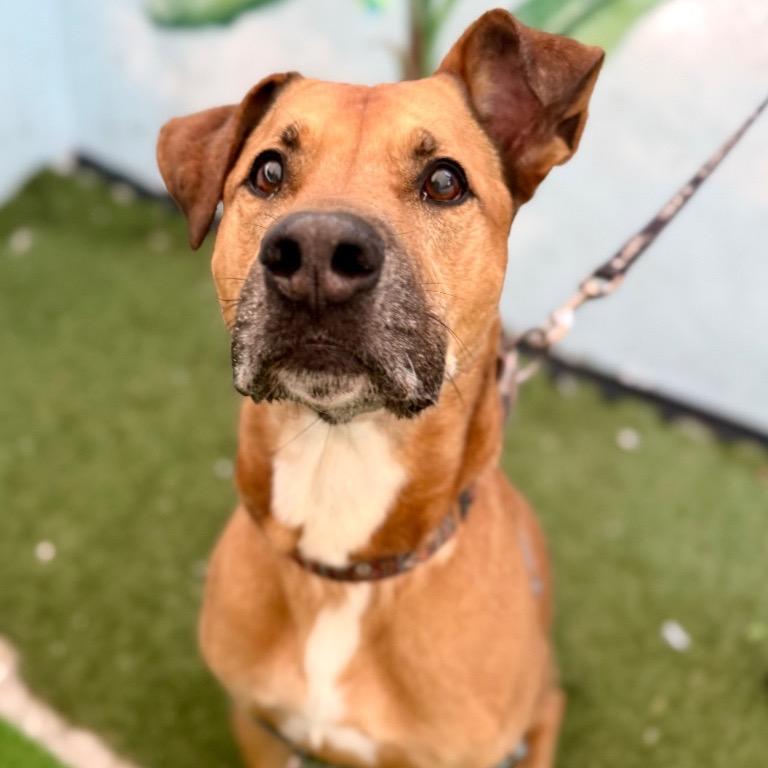 Angus, a Adoptable mixed breed in Fort Lauderdale, FL image 4/5