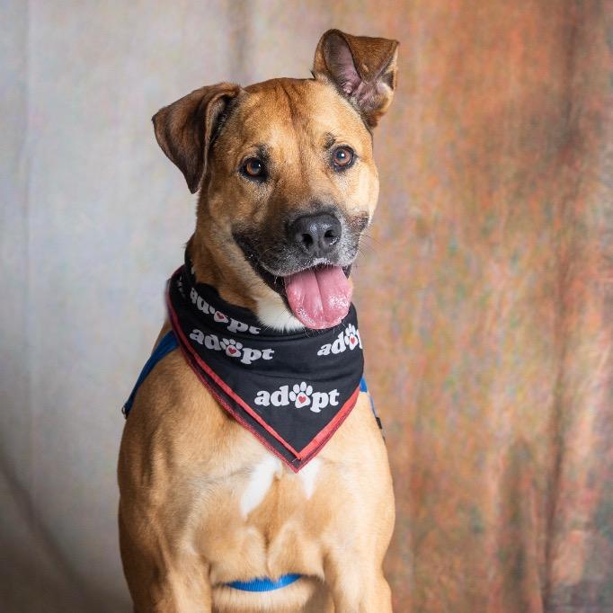 Angus, a Adoptable mixed breed in Fort Lauderdale, FL image 5/5