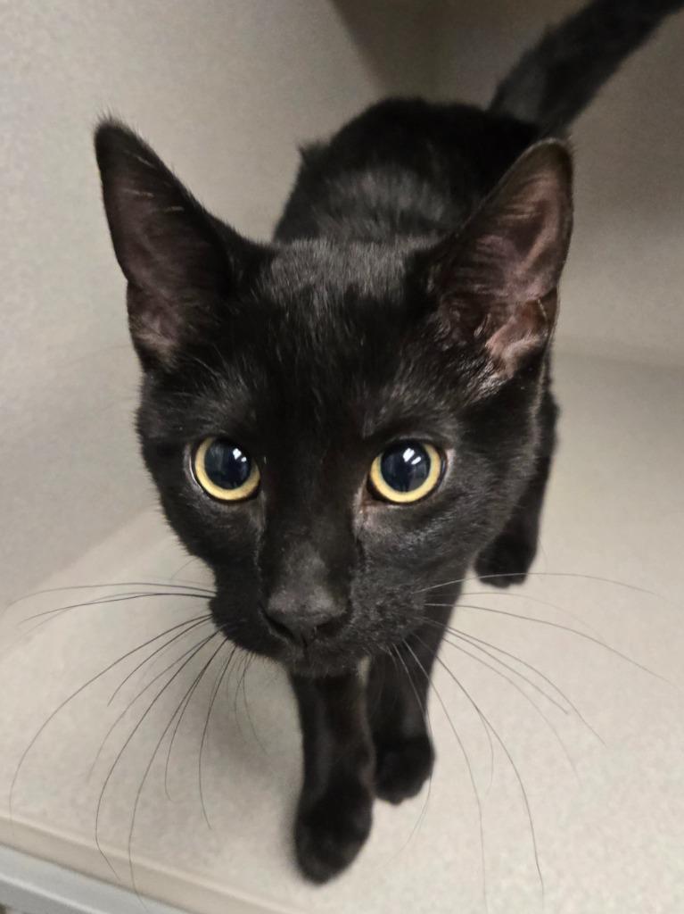 Nova, Adoptable, Kitten Female Domestic Short Hair.