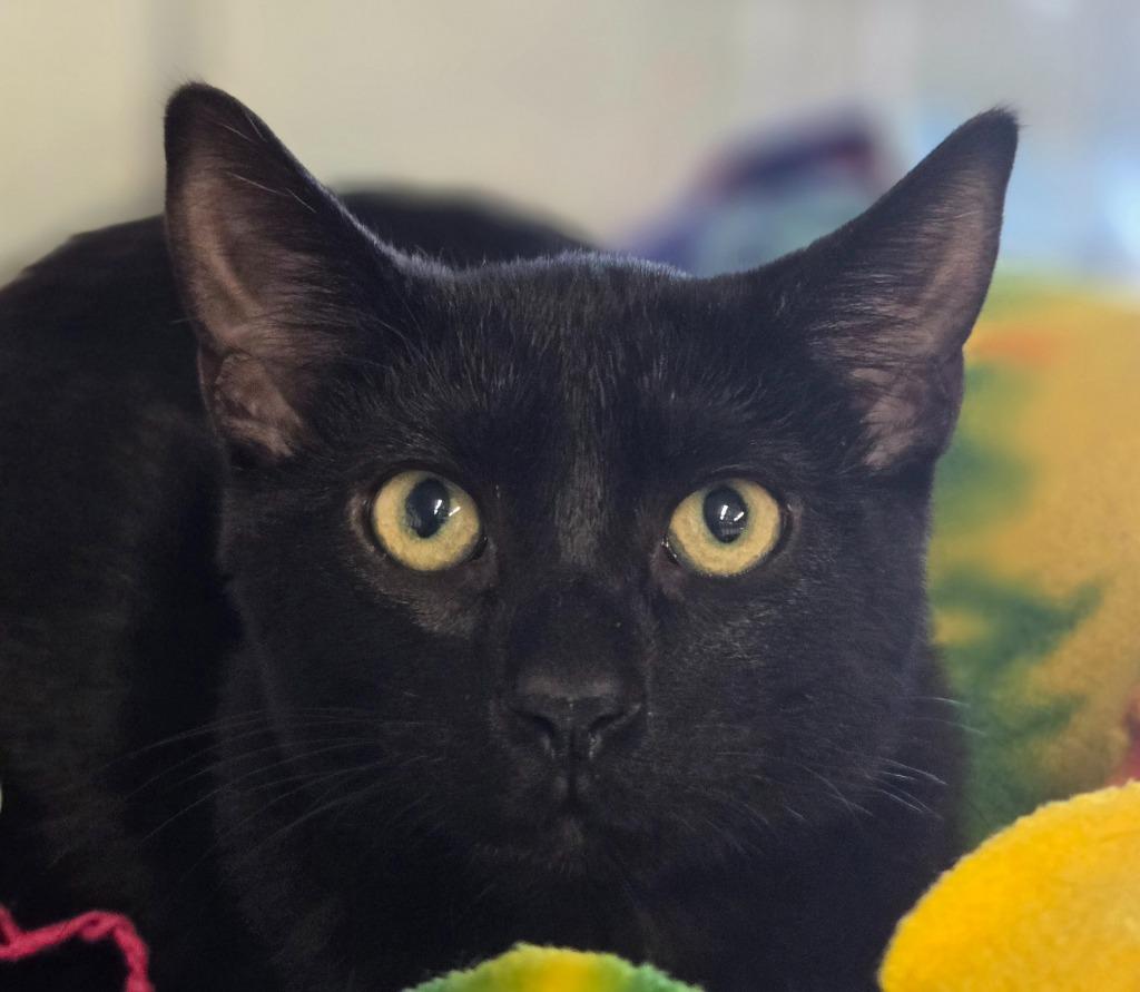 Nova, a Adoptable mixed breed in Viroqua, WI image 2/2