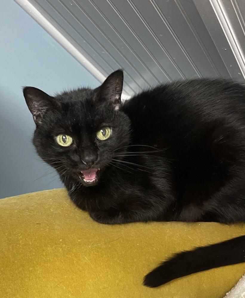 Inky, Adoptable, Senior Female Domestic Short Hair.