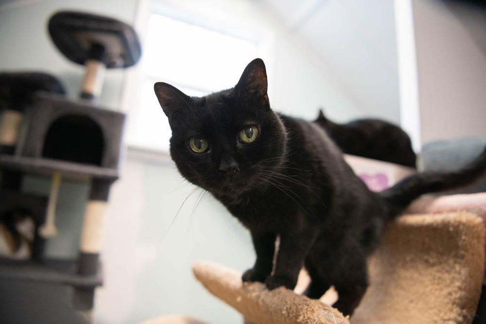 Enlarge Inky, a Adoptable Domestic Short Hair in Harpers Ferry, WV image 1/6