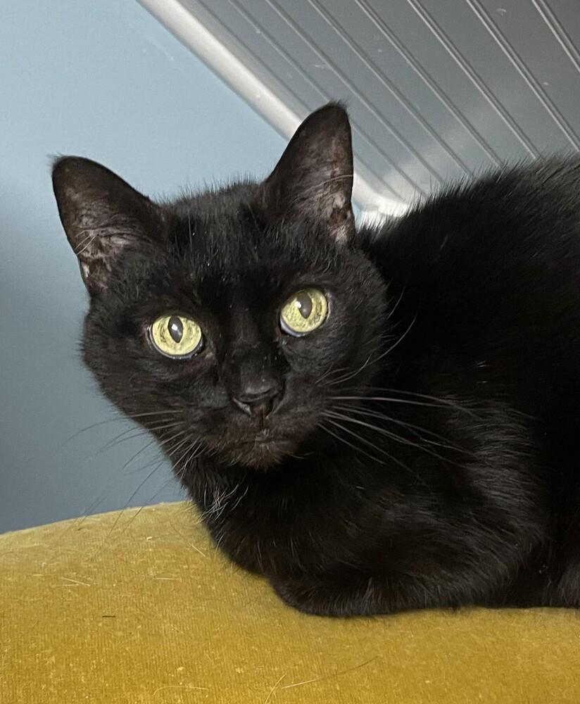 Enlarge Inky, a Adoptable Domestic Short Hair in Harpers Ferry, WV image 2/3