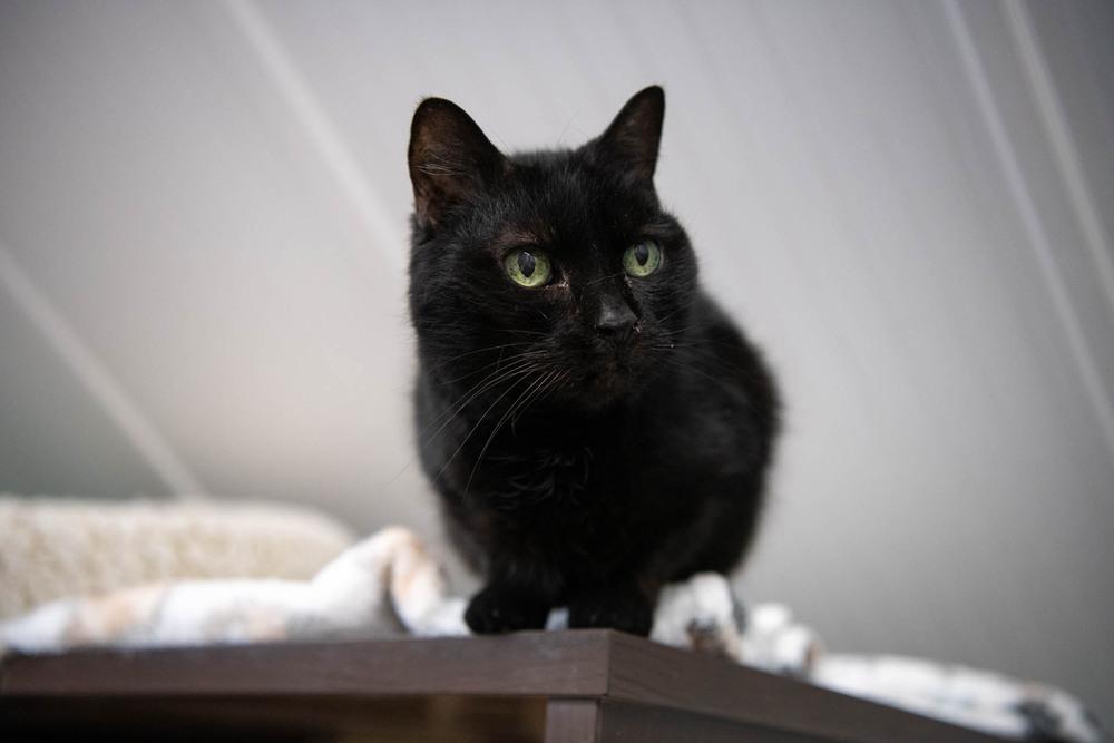 Enlarge Inky, a Adoptable Domestic Short Hair in Harpers Ferry, WV image 2/6