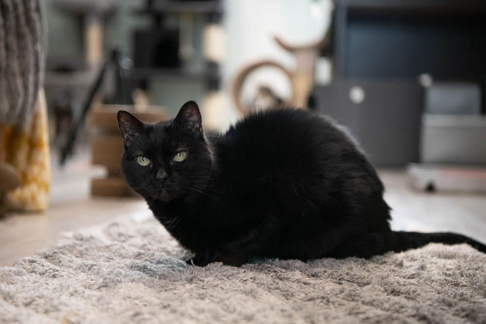 Inky, Adoptable, Senior Female Domestic Short Hair.