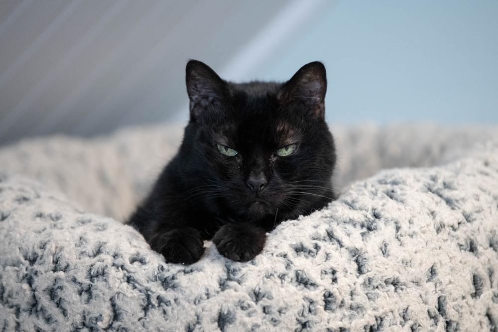 Enlarge Inky, a Adoptable Domestic Short Hair in Harpers Ferry, WV image 4/6