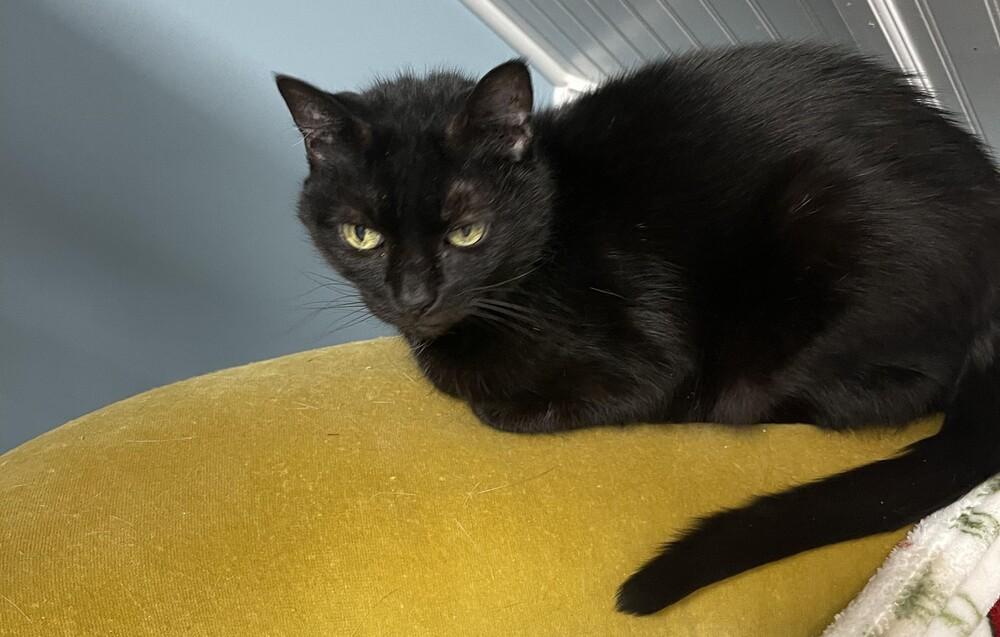 Enlarge Inky, a Adoptable Domestic Short Hair in Harpers Ferry, WV image 3/3