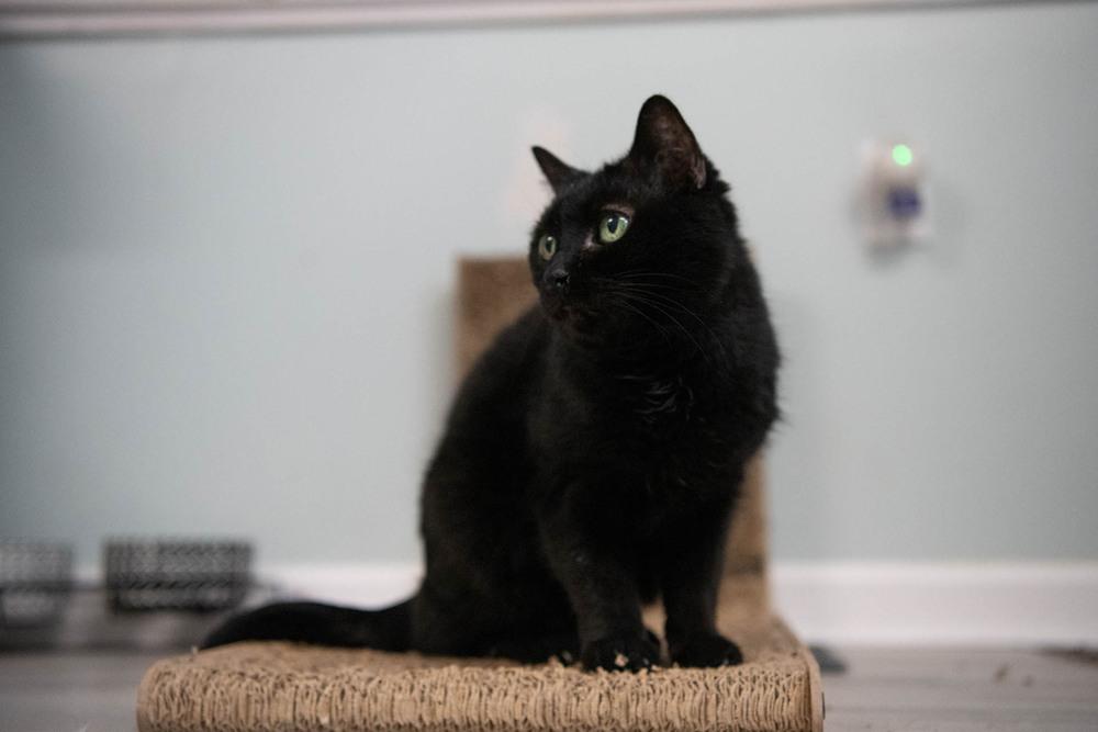Enlarge Inky, a Adoptable Domestic Short Hair in Harpers Ferry, WV image 5/6