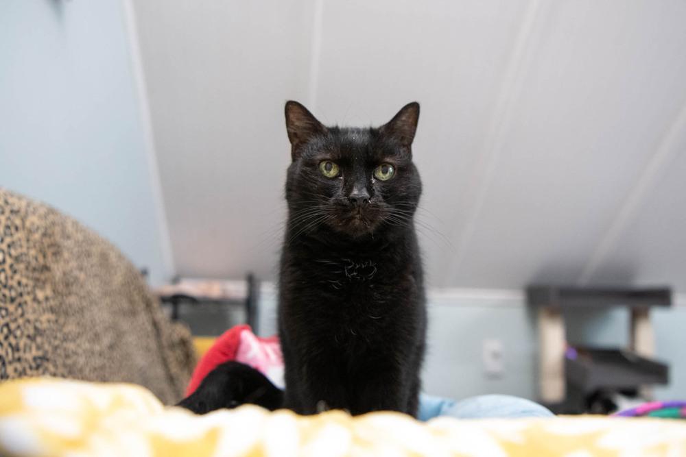 Enlarge Inky, a Adoptable Domestic Short Hair in Harpers Ferry, WV image 6/6