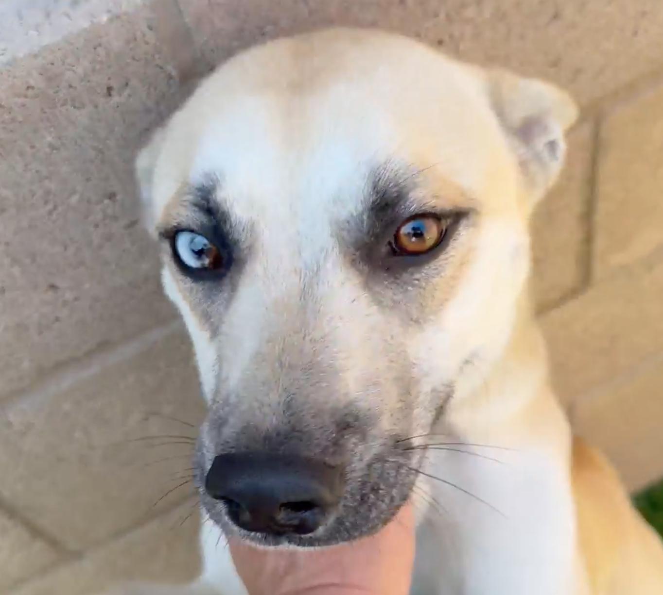 Enlarge URGENT FOSTER NEEDED! , an adoptable mixed breed in Redlands, CA image 4/6