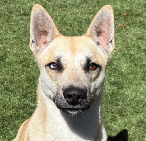 Enlarge URGENT FOSTER NEEDED! , an adoptable mixed breed in Redlands, CA image 1/6