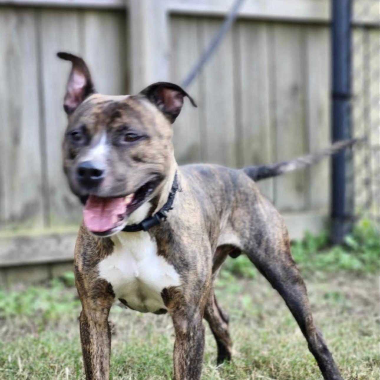 Enlarge Ozzy, an adopted mixed breed in Huntersville , NC image 3/4