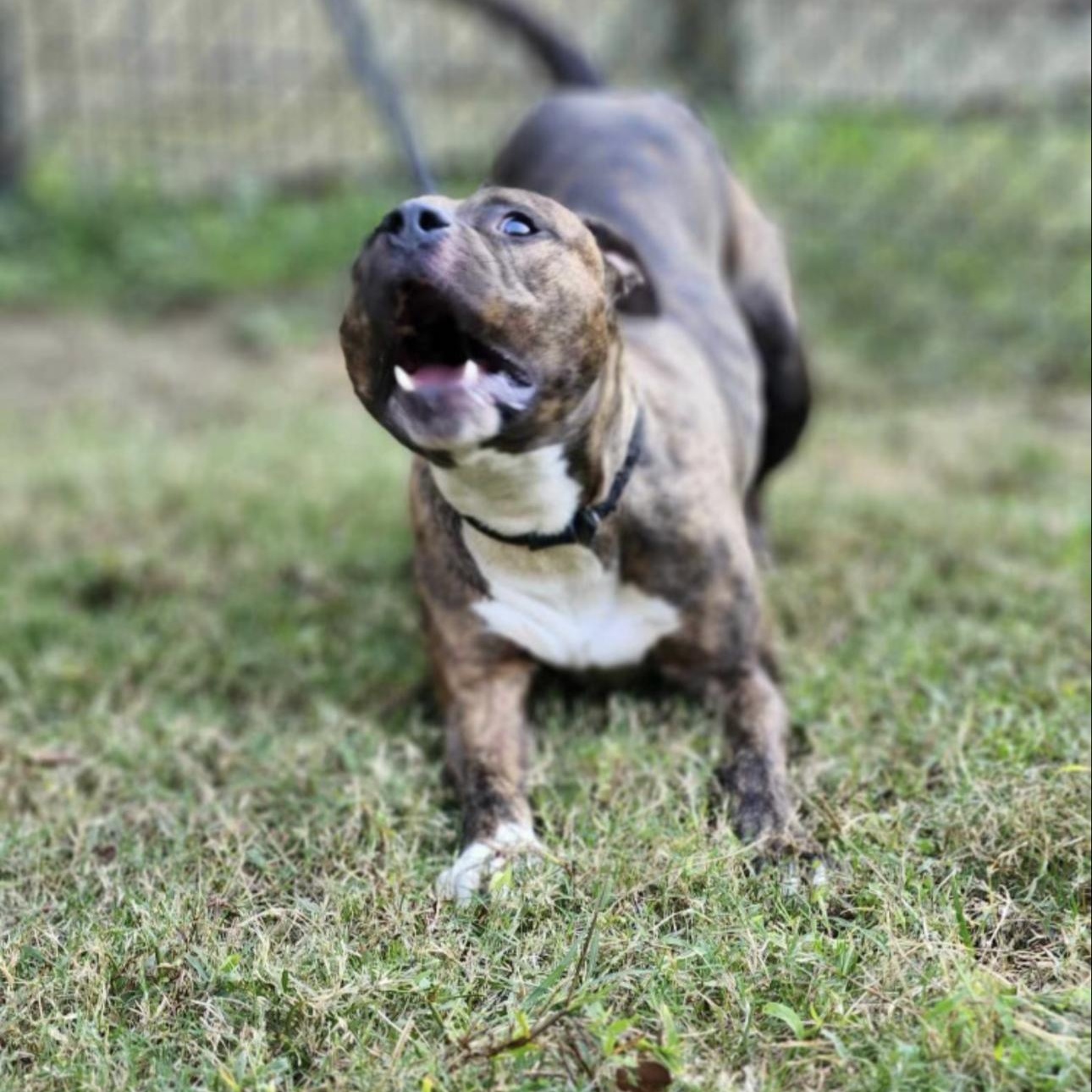 Enlarge Ozzy, an adopted mixed breed in Huntersville , NC image 4/4