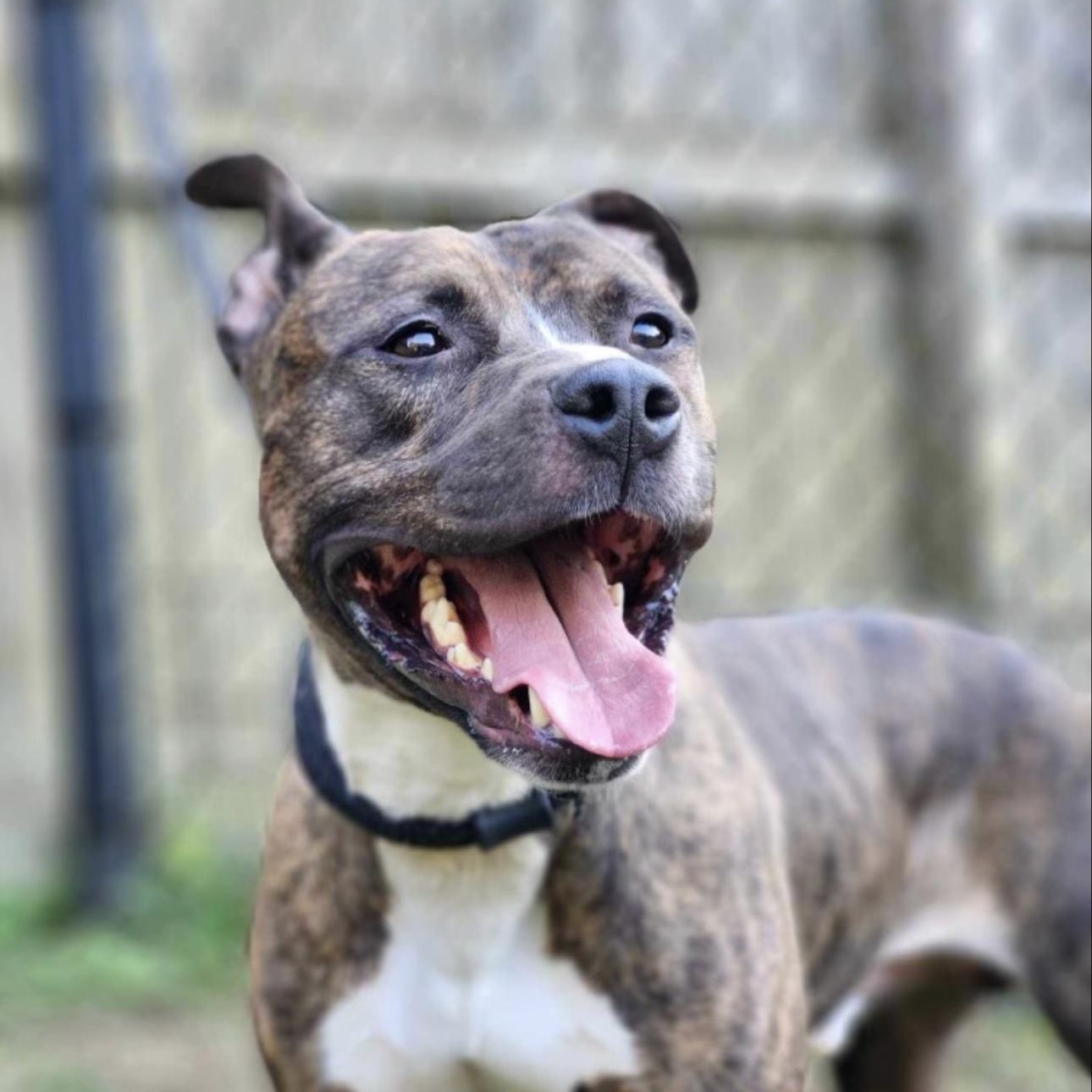 Enlarge Ozzy, an adopted mixed breed in Huntersville , NC image 1/4