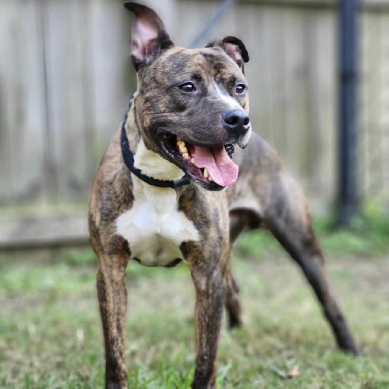 Enlarge Ozzy, an adopted mixed breed in Huntersville , NC image 2/4