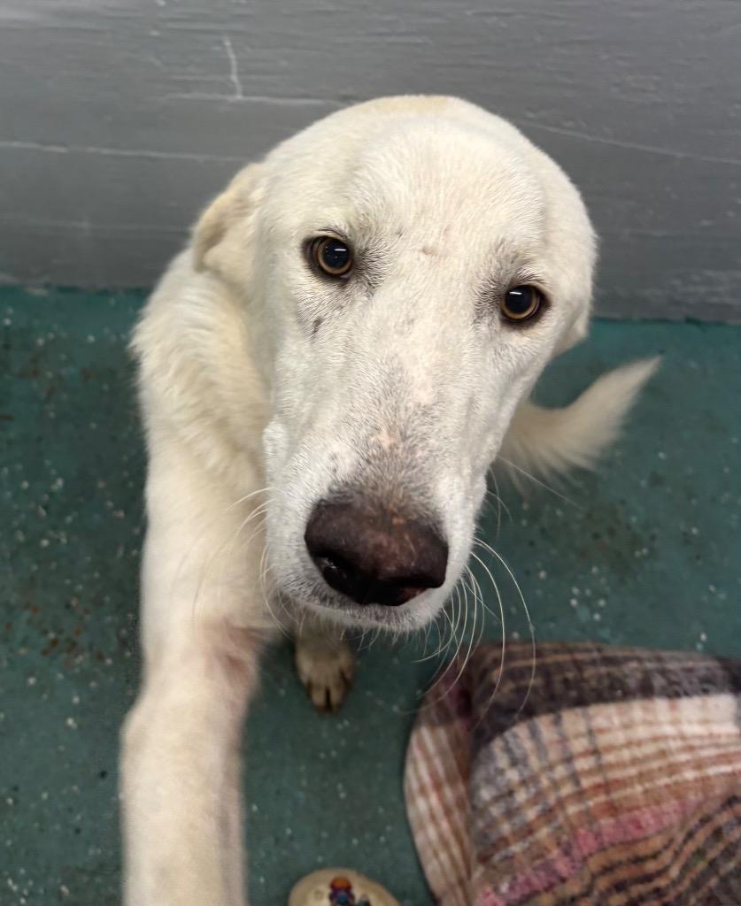 Levi, Adoptable, Adult Male Great Pyrenees & Mixed Breed.