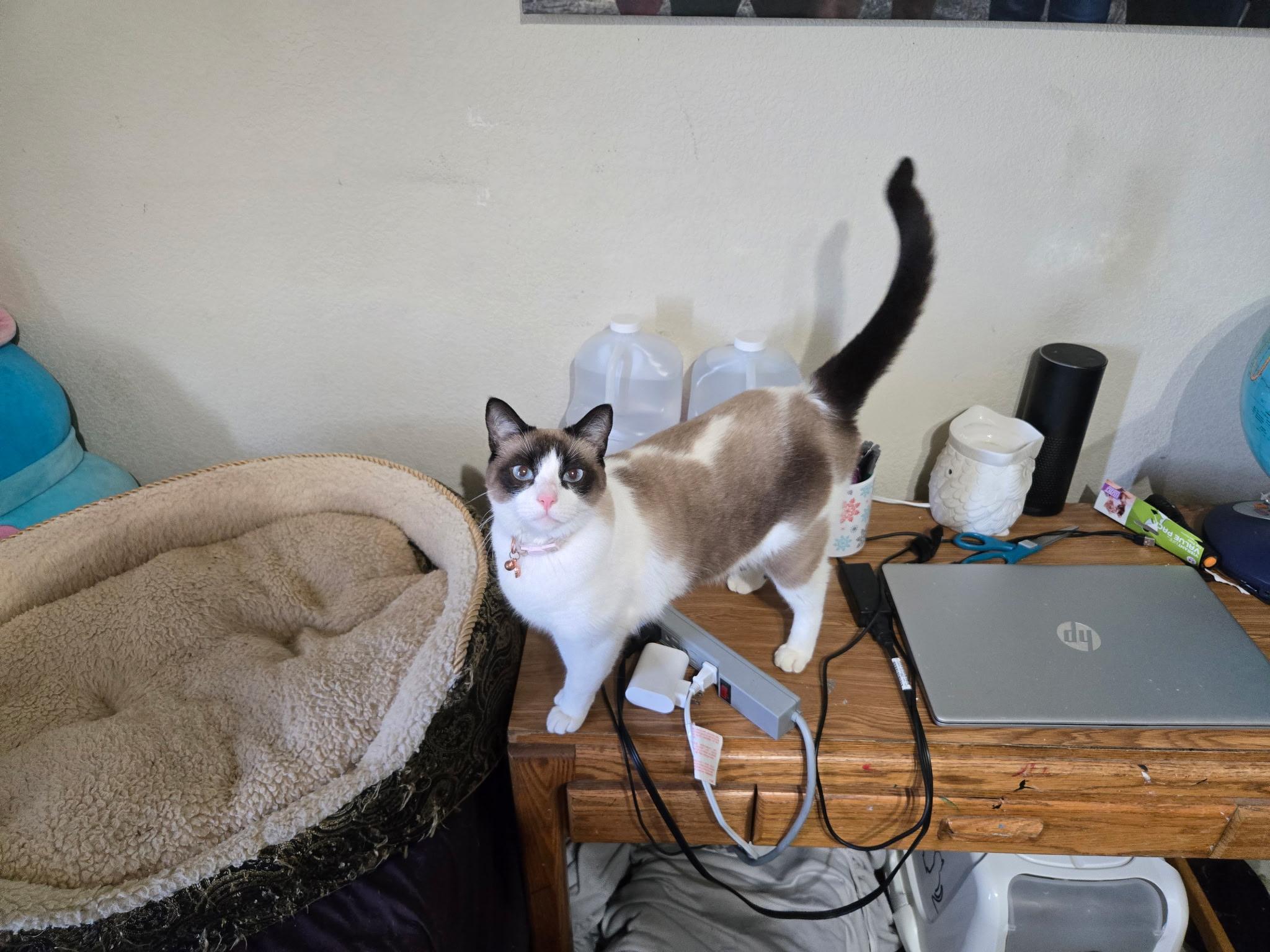 Enlarge LUNA , an adopted Snowshoe in Palmdale, CA image 3/3