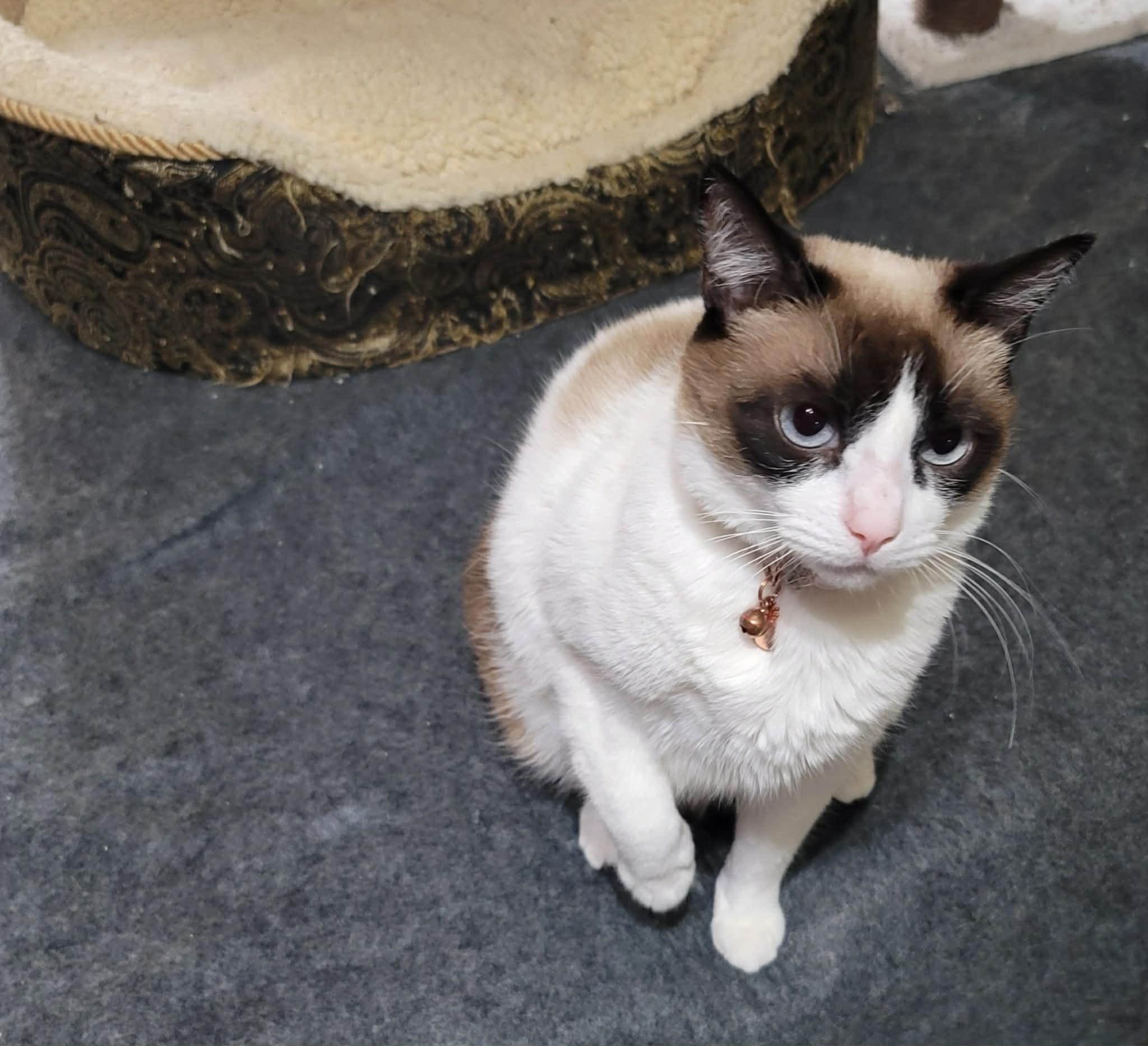 LUNA , adopted, Adult Female Snowshoe.