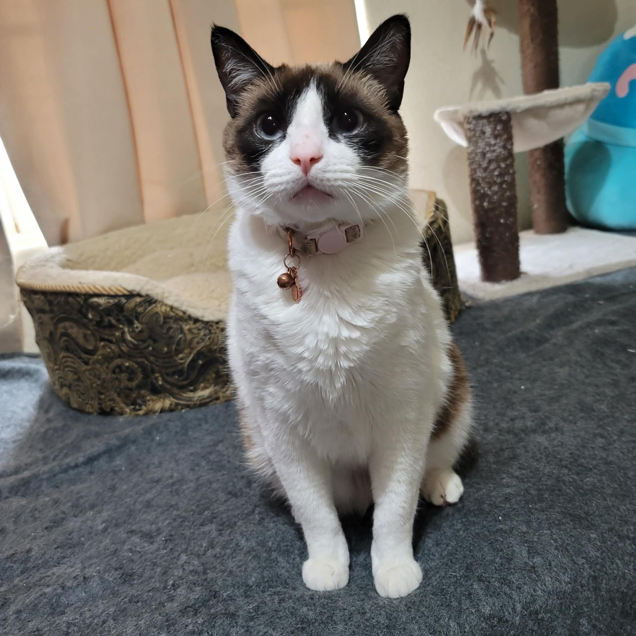 Enlarge LUNA , an adopted Snowshoe in Palmdale, CA image 2/3
