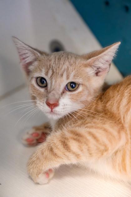 Marshall, Adoptable, Young Male Domestic Short Hair & Domestic Short Hair.