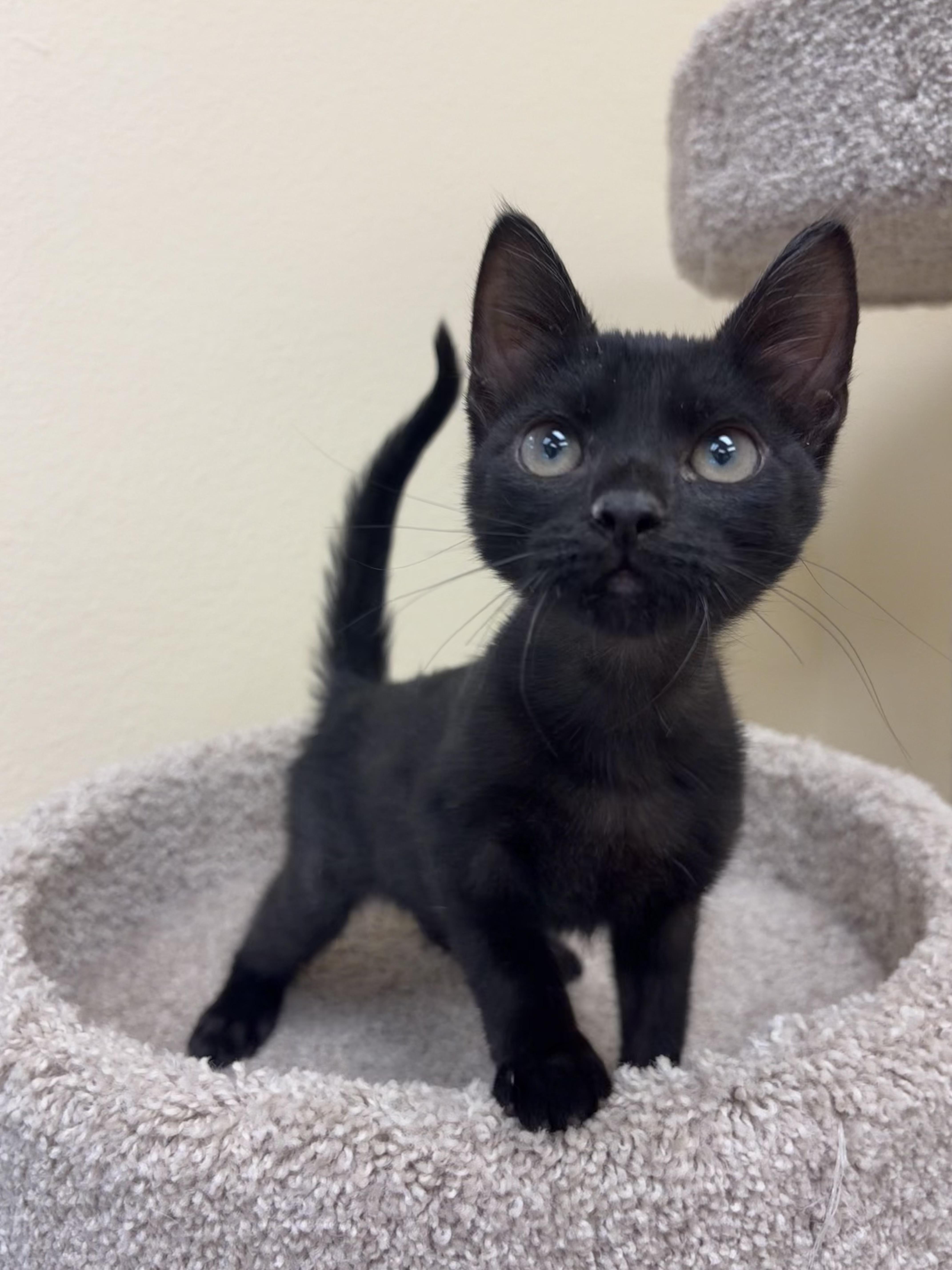Squeaks, adopted, Kitten Female Domestic Short Hair.