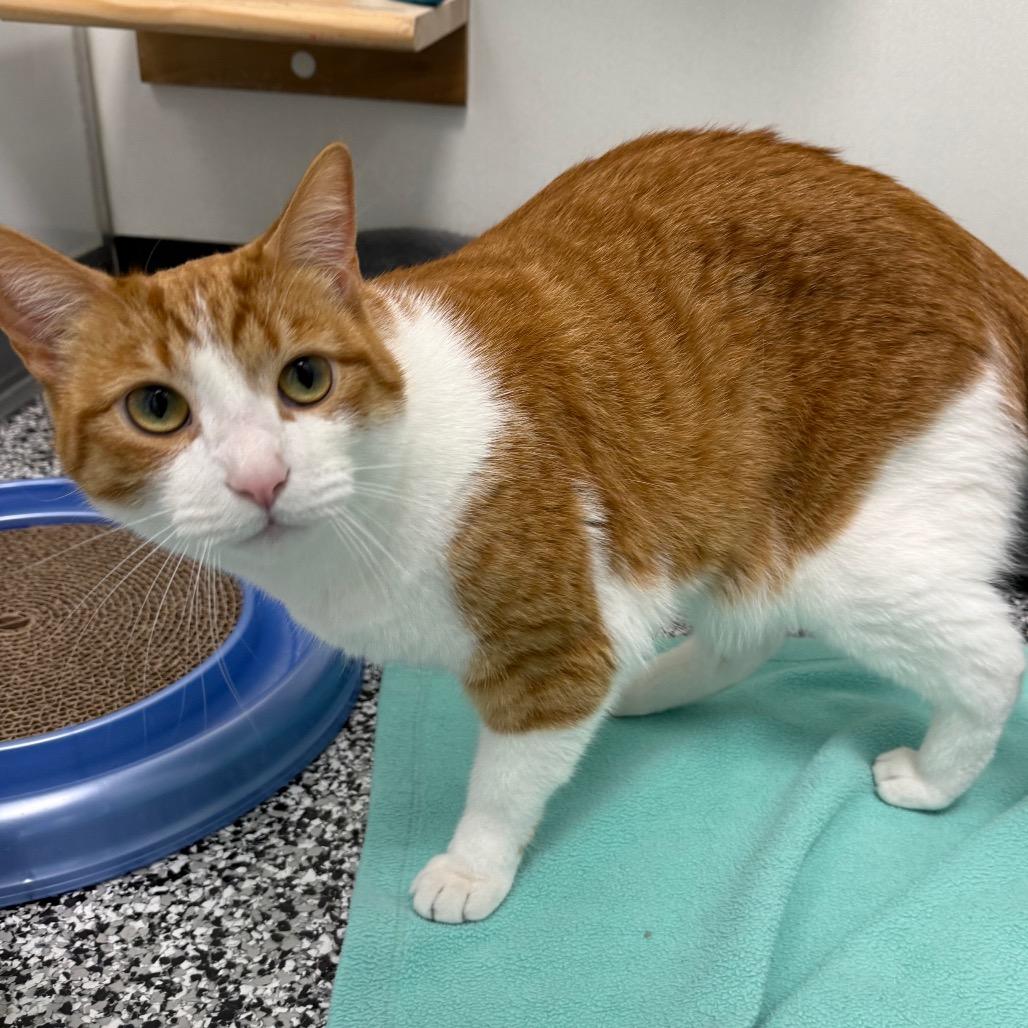 Enlarge Jonas, a Adoptable Domestic Short Hair in Ponte Vedra Beach, FL image 2/6
