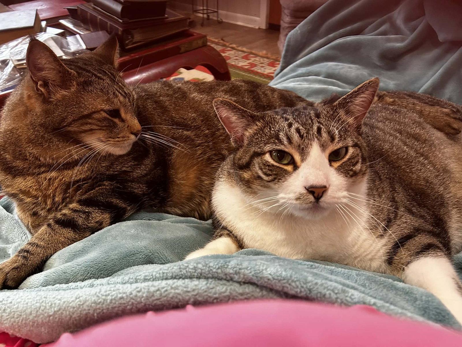 Red, Adoptable, Adult Male Tabby & Domestic Short Hair.