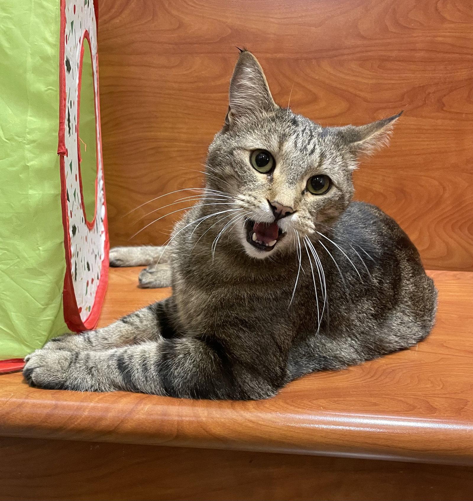 Enlarge Red, a Adoptable mixed breed in Oxford, MS image 1/3