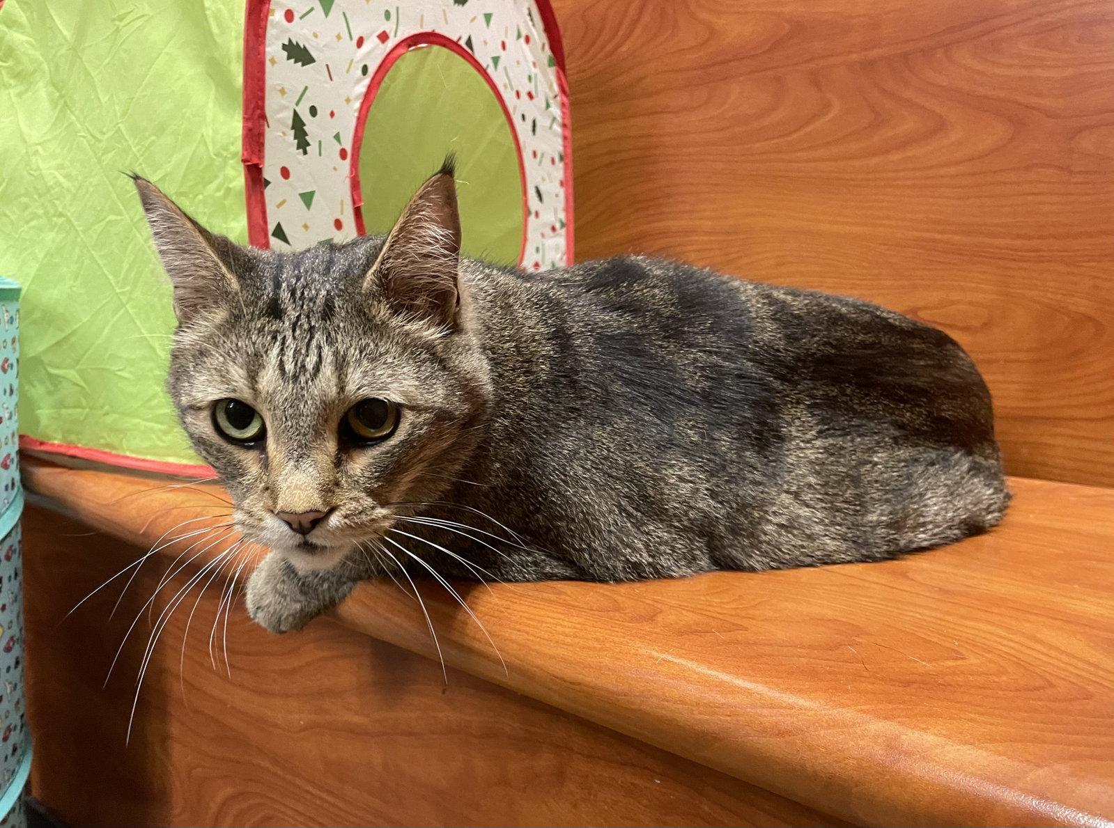 Enlarge Red, a Adoptable mixed breed in Oxford, MS image 2/3