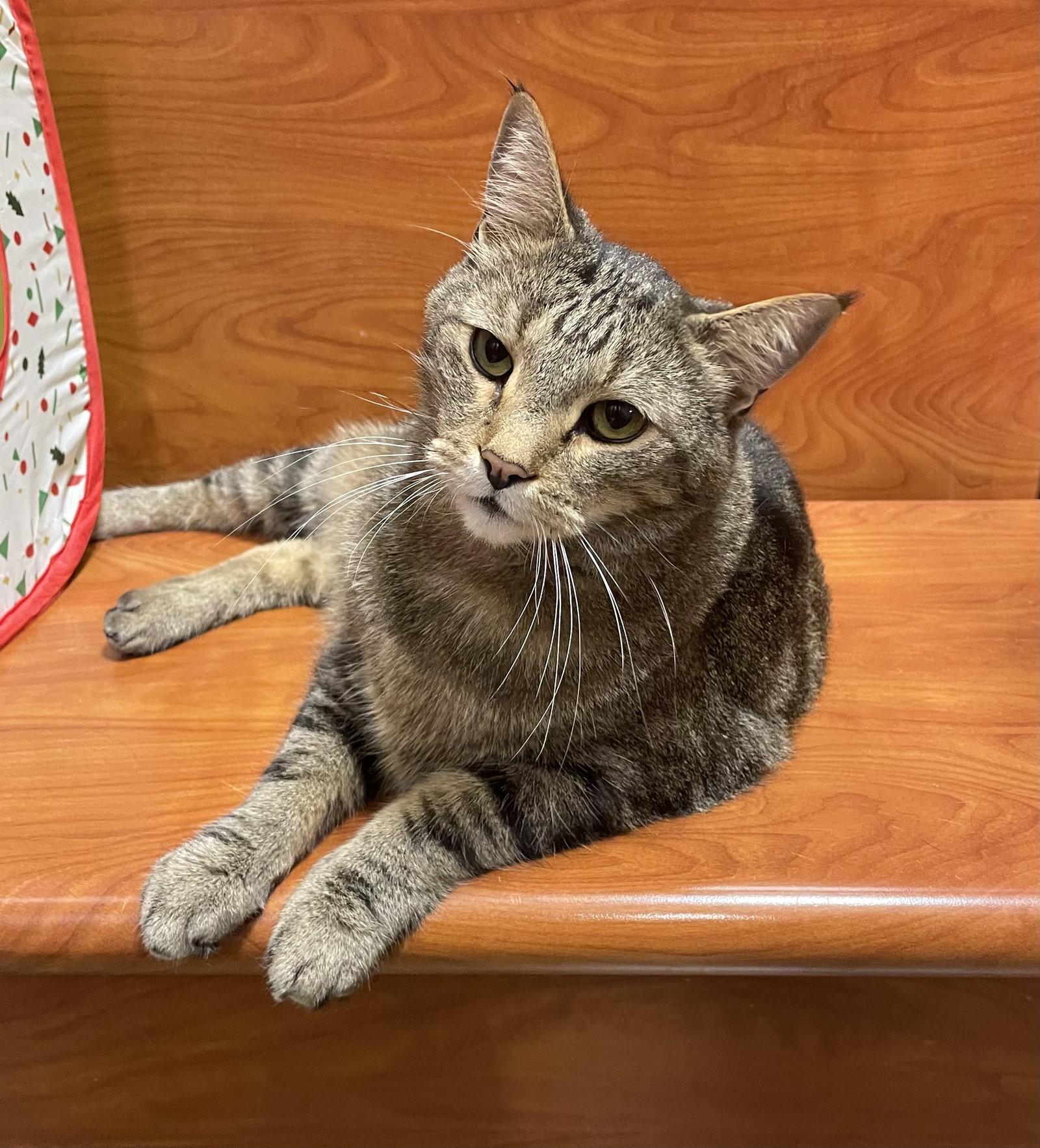 Enlarge Red, a Adoptable mixed breed in Oxford, MS image 3/3