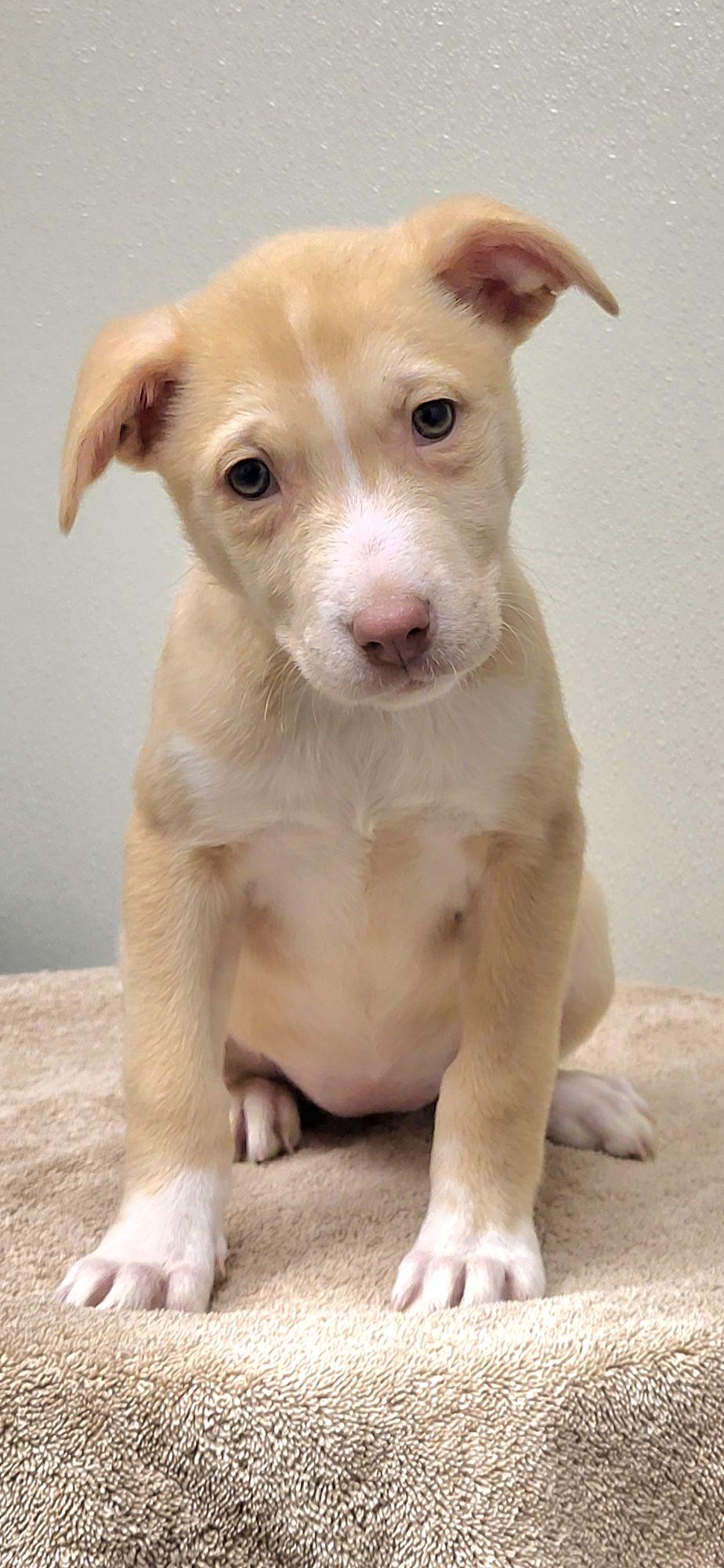 Enlarge Canada, an adopted mixed breed in Marion, MS image 1/1