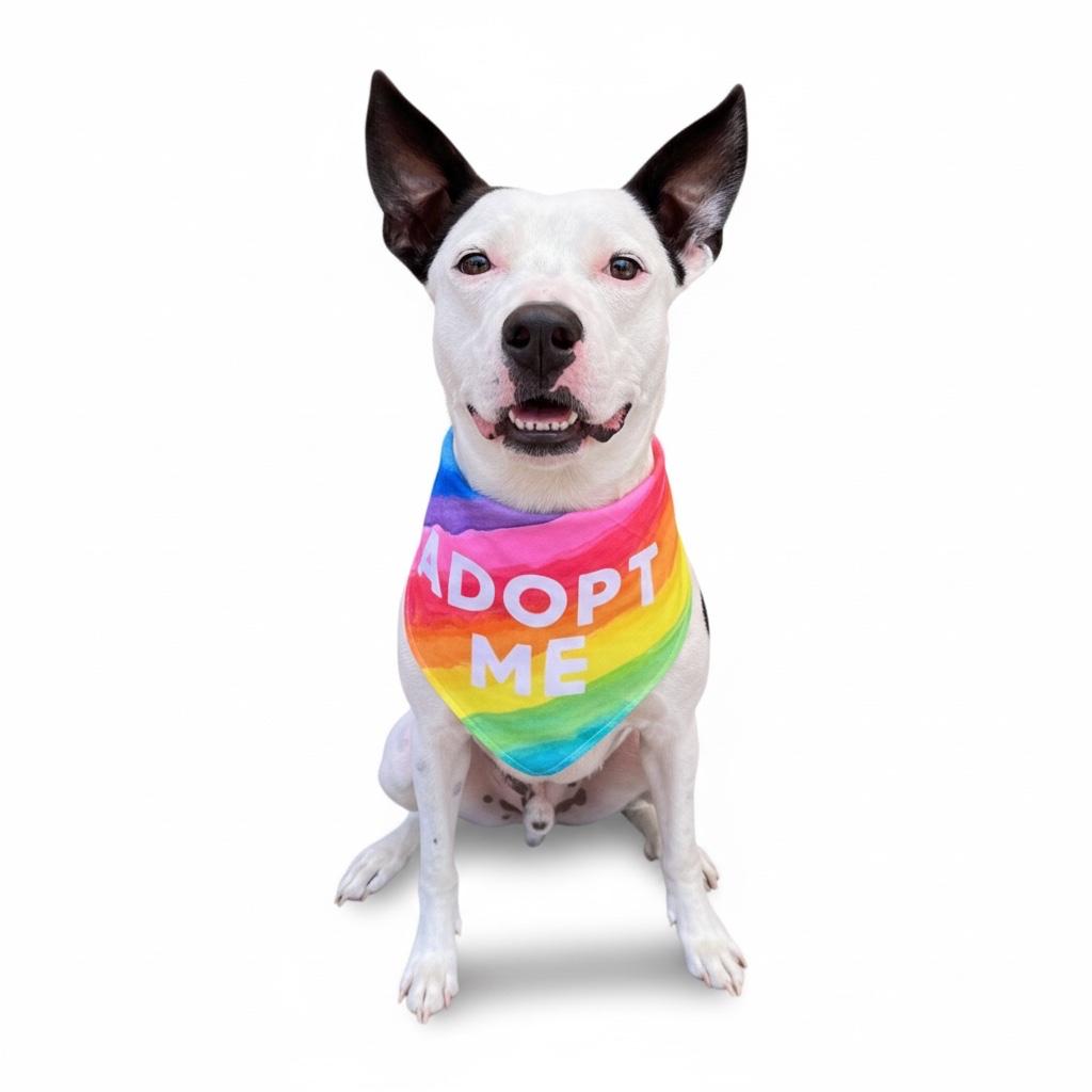 Enlarge Gambino-ADOPT Me!, a ADOPTABLE Pit Bull Terrier in Redondo Beach, CA image 3/6