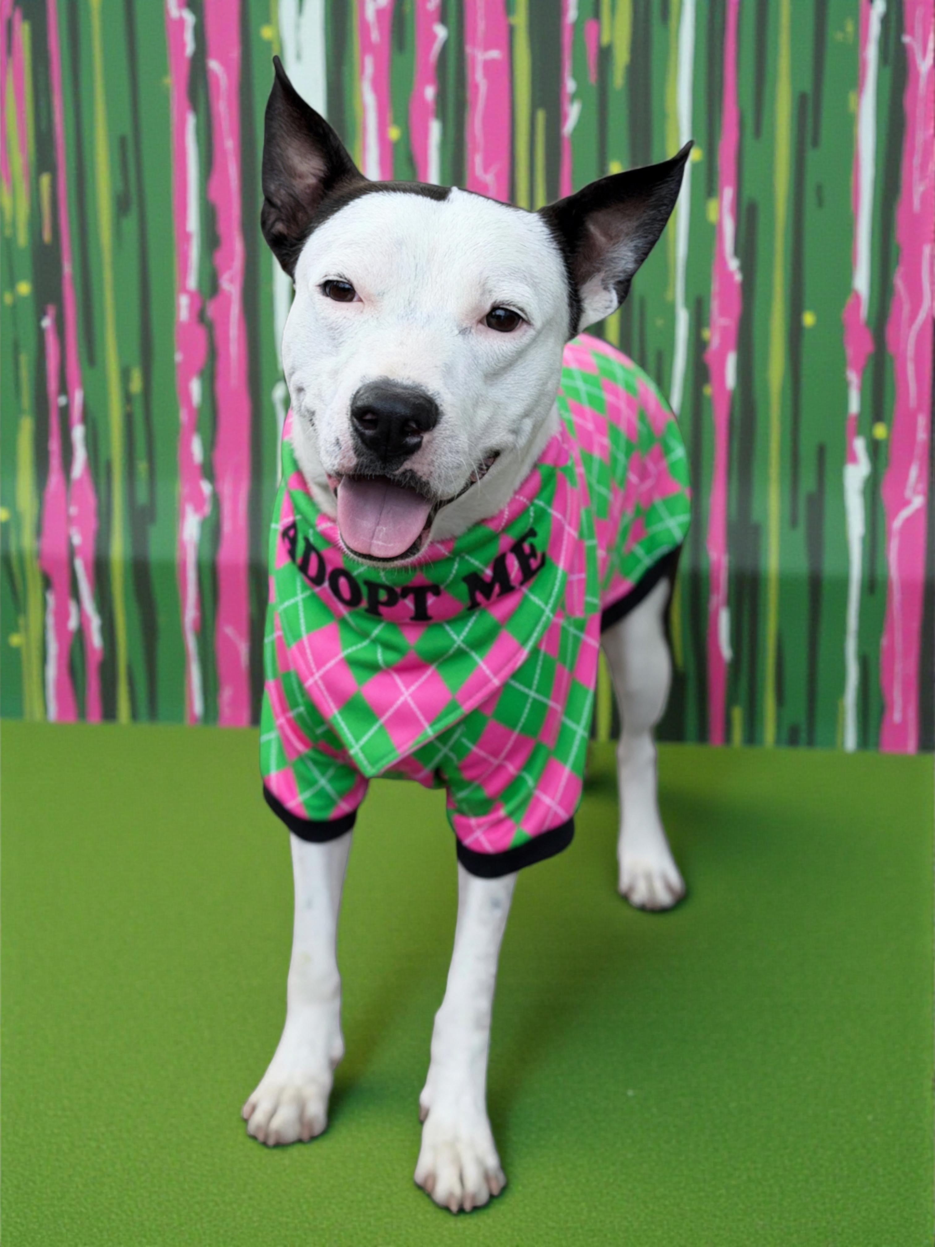 Enlarge Gambino-ADOPT Me!, a ADOPTABLE Pit Bull Terrier in Redondo Beach, CA image 4/6
