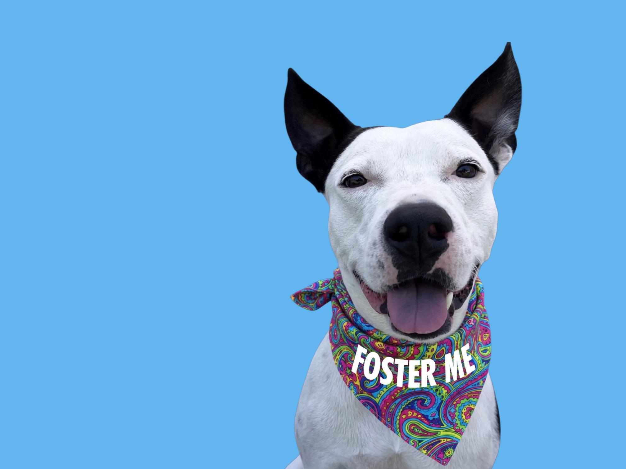 Enlarge Gambino-ADOPT Me!, a ADOPTABLE Pit Bull Terrier in Redondo Beach, CA image 1/6