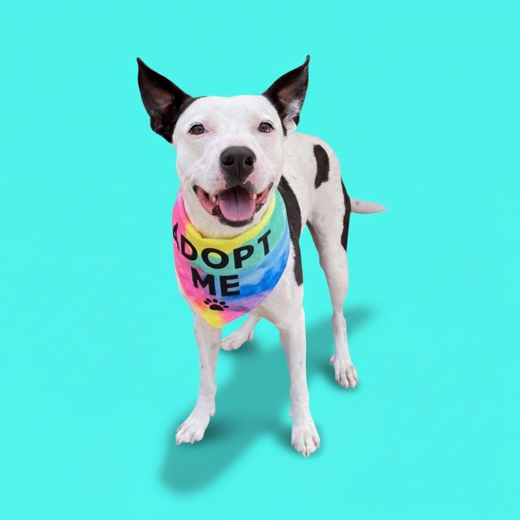 Enlarge Gambino-ADOPT Me!, a ADOPTABLE Pit Bull Terrier in Redondo Beach, CA image 5/6