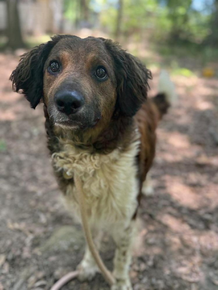 Ice Pop, Adoptable, Adult Male Spaniel.