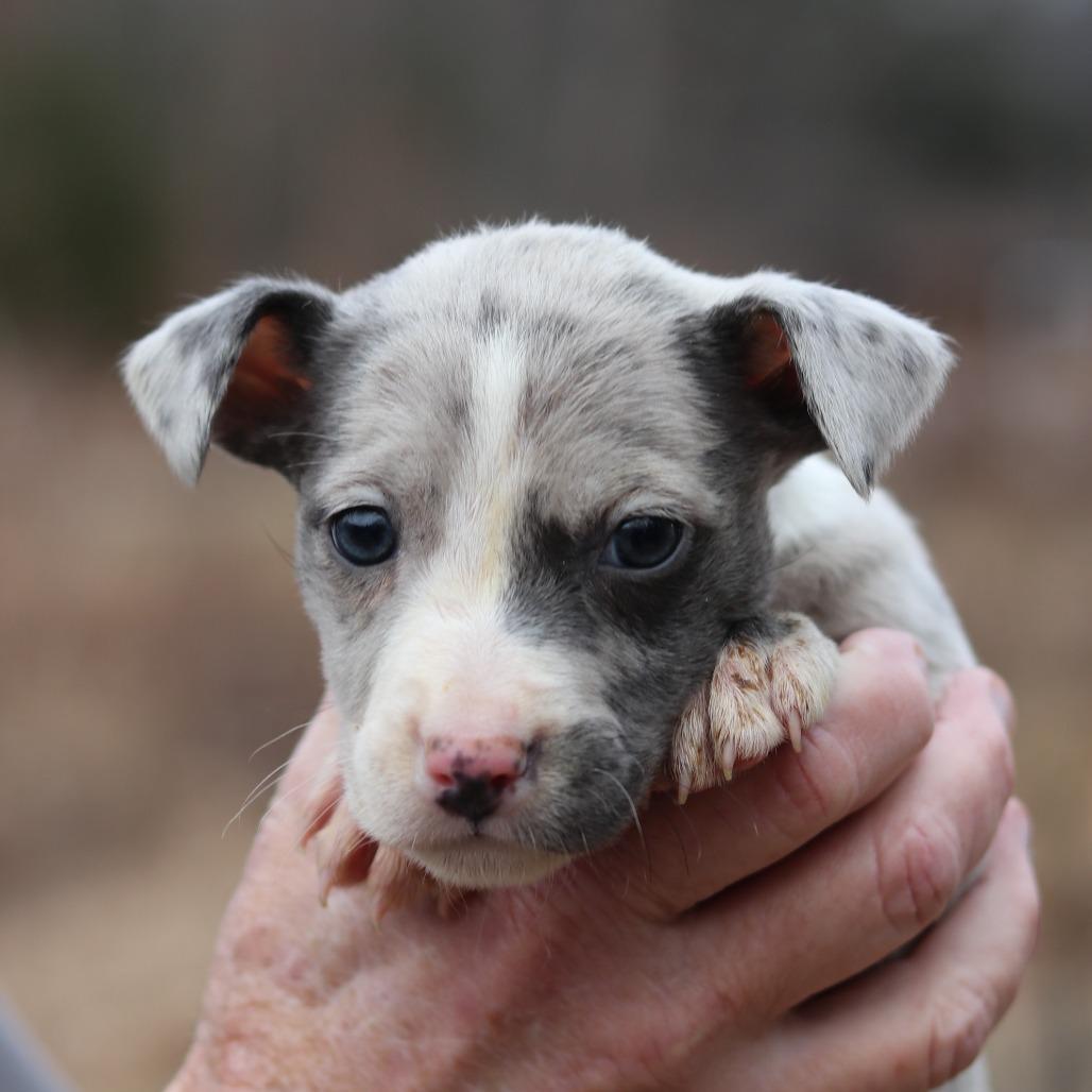 CT Harlow avail Dec 27, Adoptable, Puppy Female Catahoula Leopard Dog.