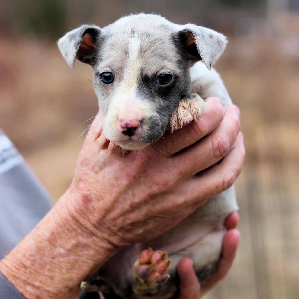CT Harlow avail Dec 27, a Adoptable mixed breed in Stormville, NY image 2/4