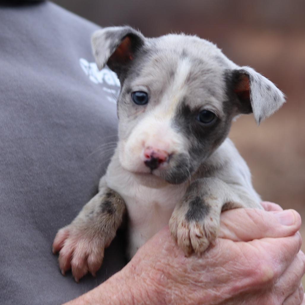 CT Harlow avail Dec 27, a Adoptable mixed breed in Stormville, NY image 3/4