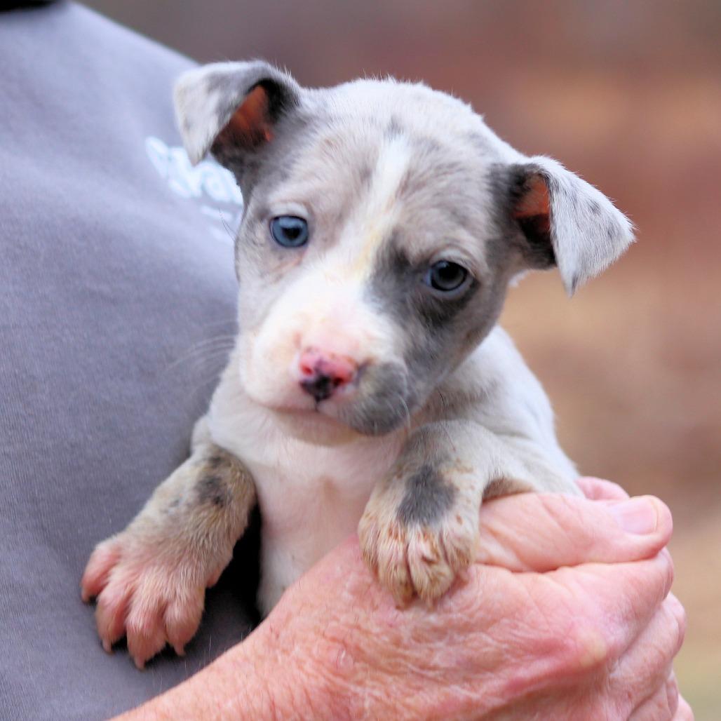 CT Harlow avail Dec 27, a Adoptable mixed breed in Stormville, NY image 4/4