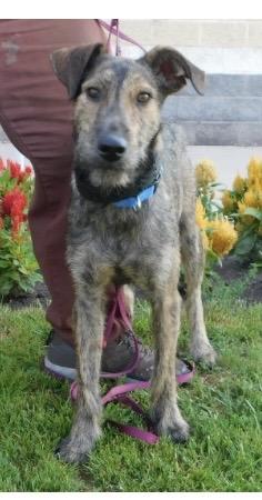 Enlarge McScruff, a ADOPTABLE mixed breed in Pottsville, PA image 1/1